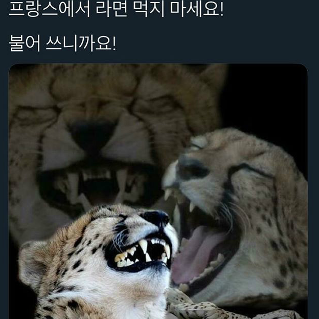 푸랑스.png